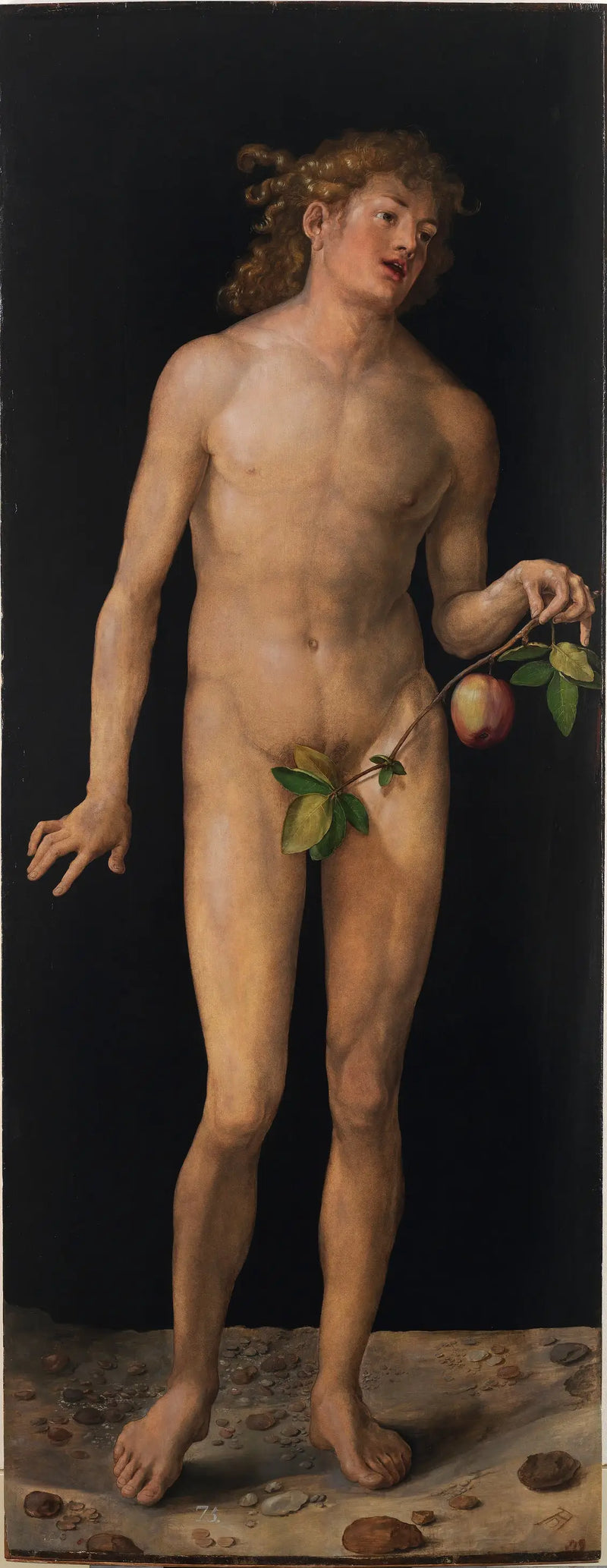 Adam - Albrecht Dürer