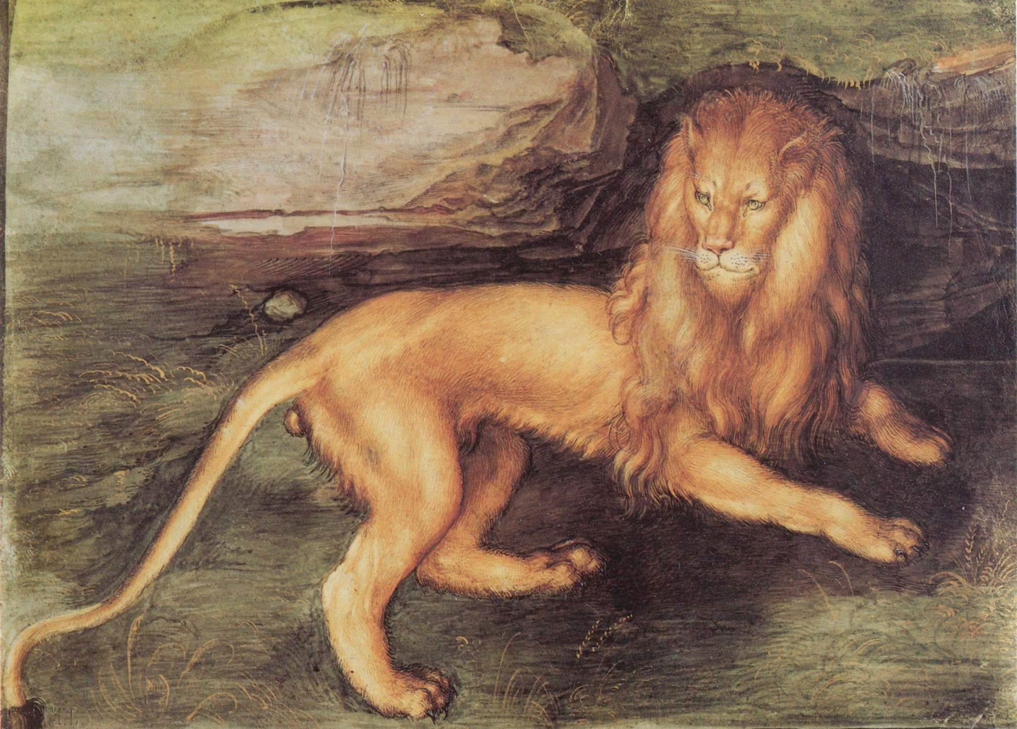 Leijona - Albrecht Dürer