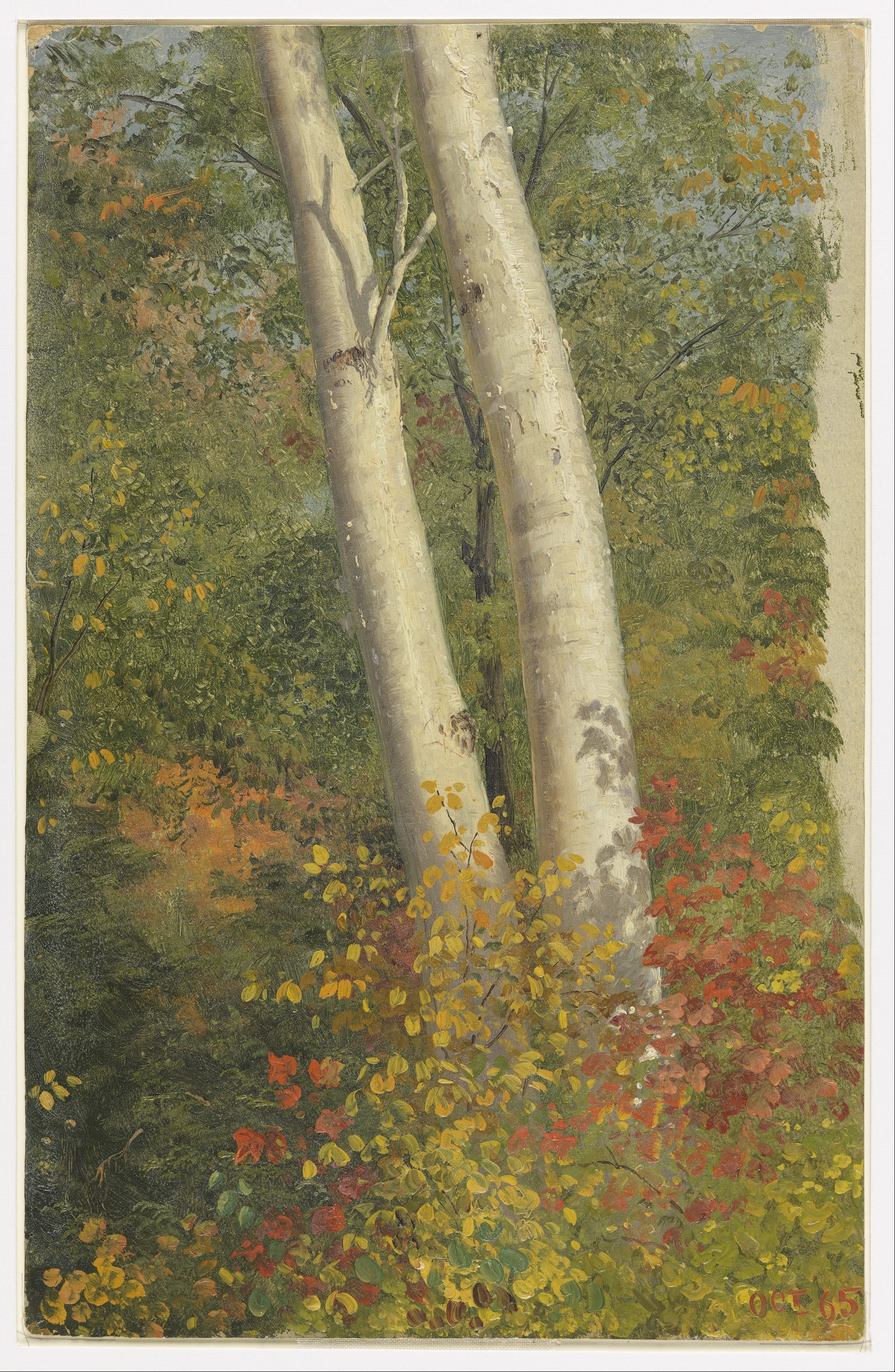 Bouleaux en automne - Frederic Edwin Church