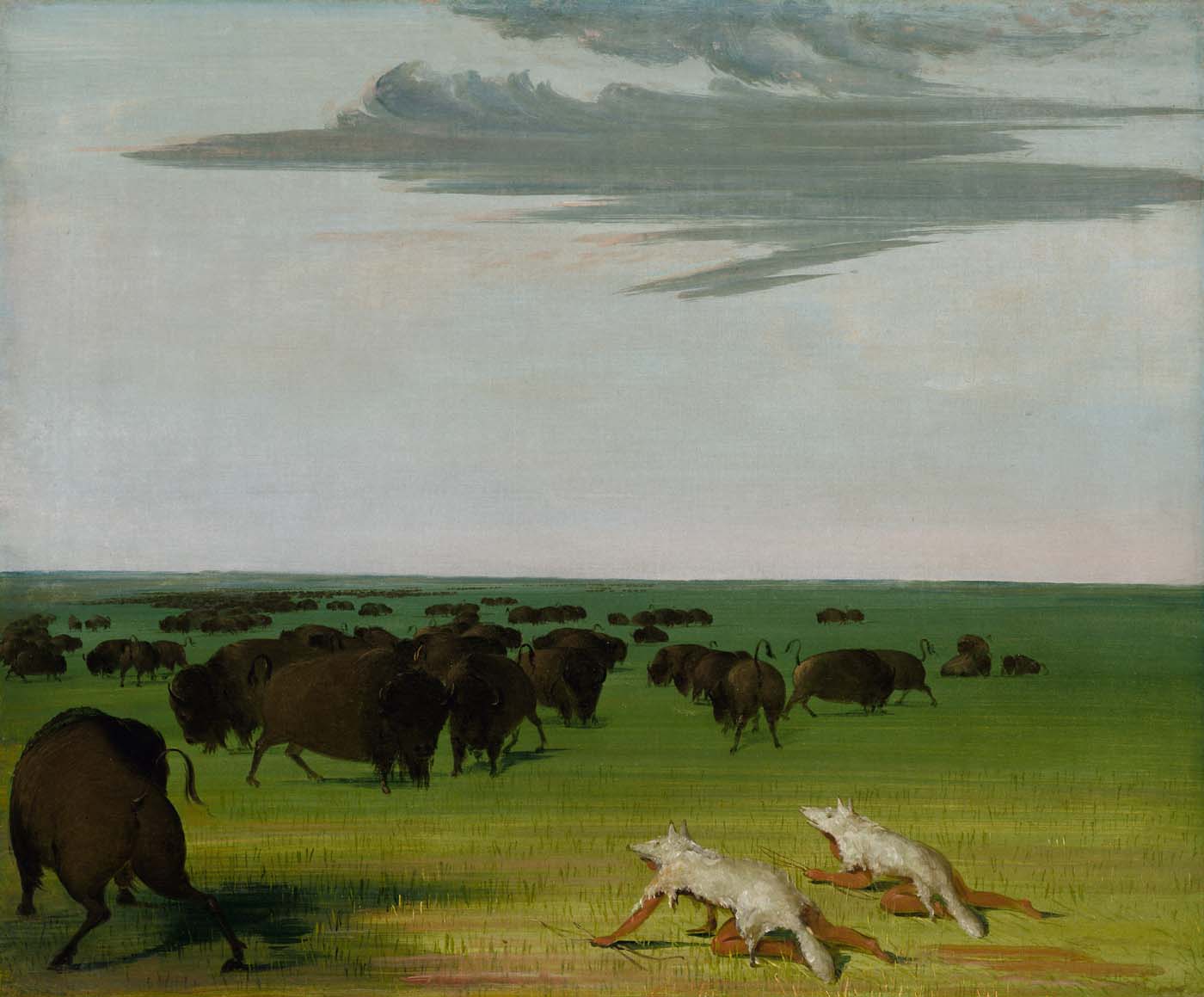 Chasse au bison sous le masque de peau de loup - George Catlin