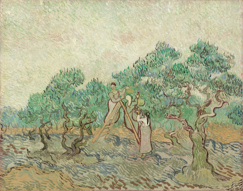 Oliivien keruu - Vincent van Gogh