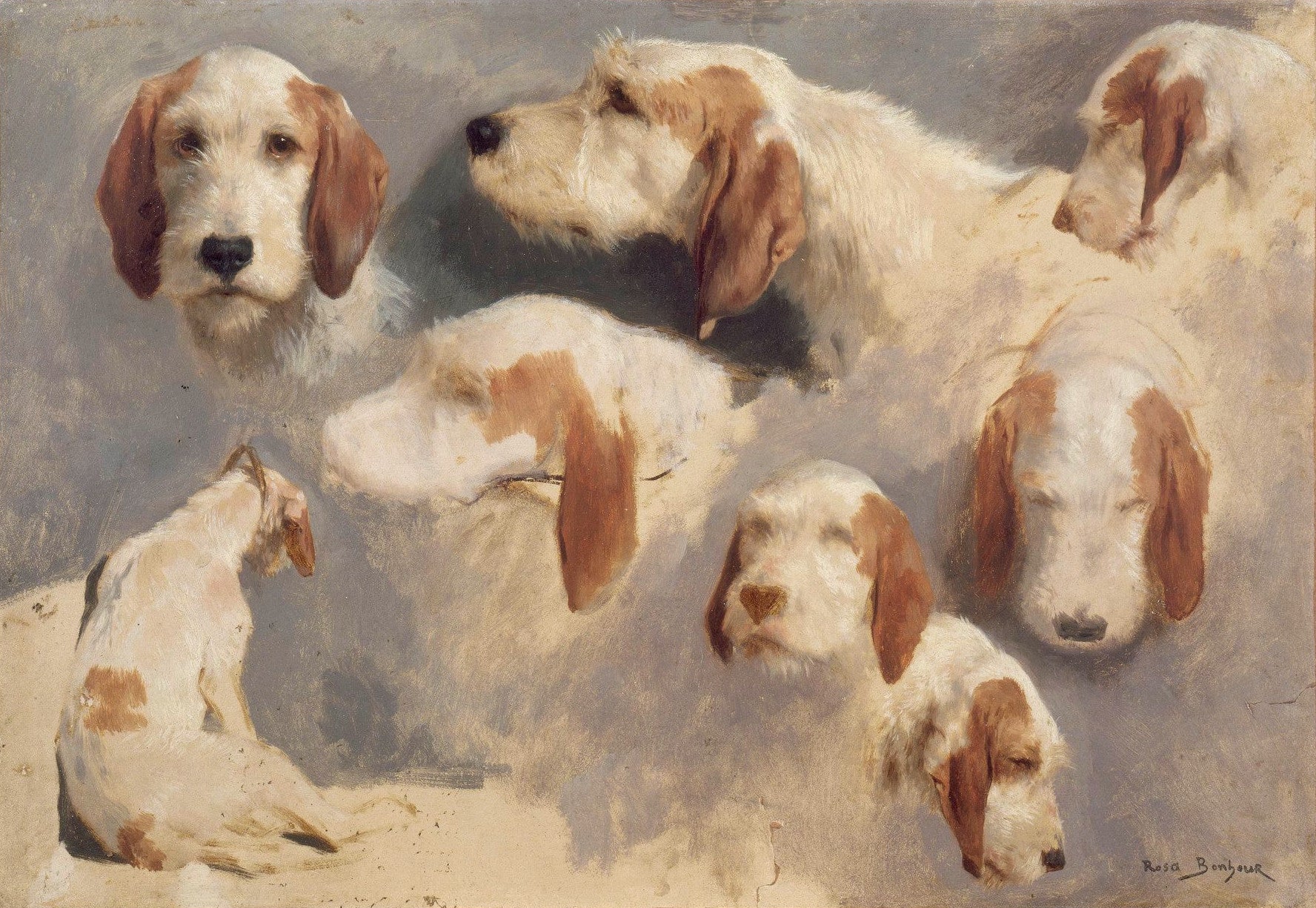 Sept études de têtes de chiens courants et un chien courant vu de dos - Rosa Bonheur