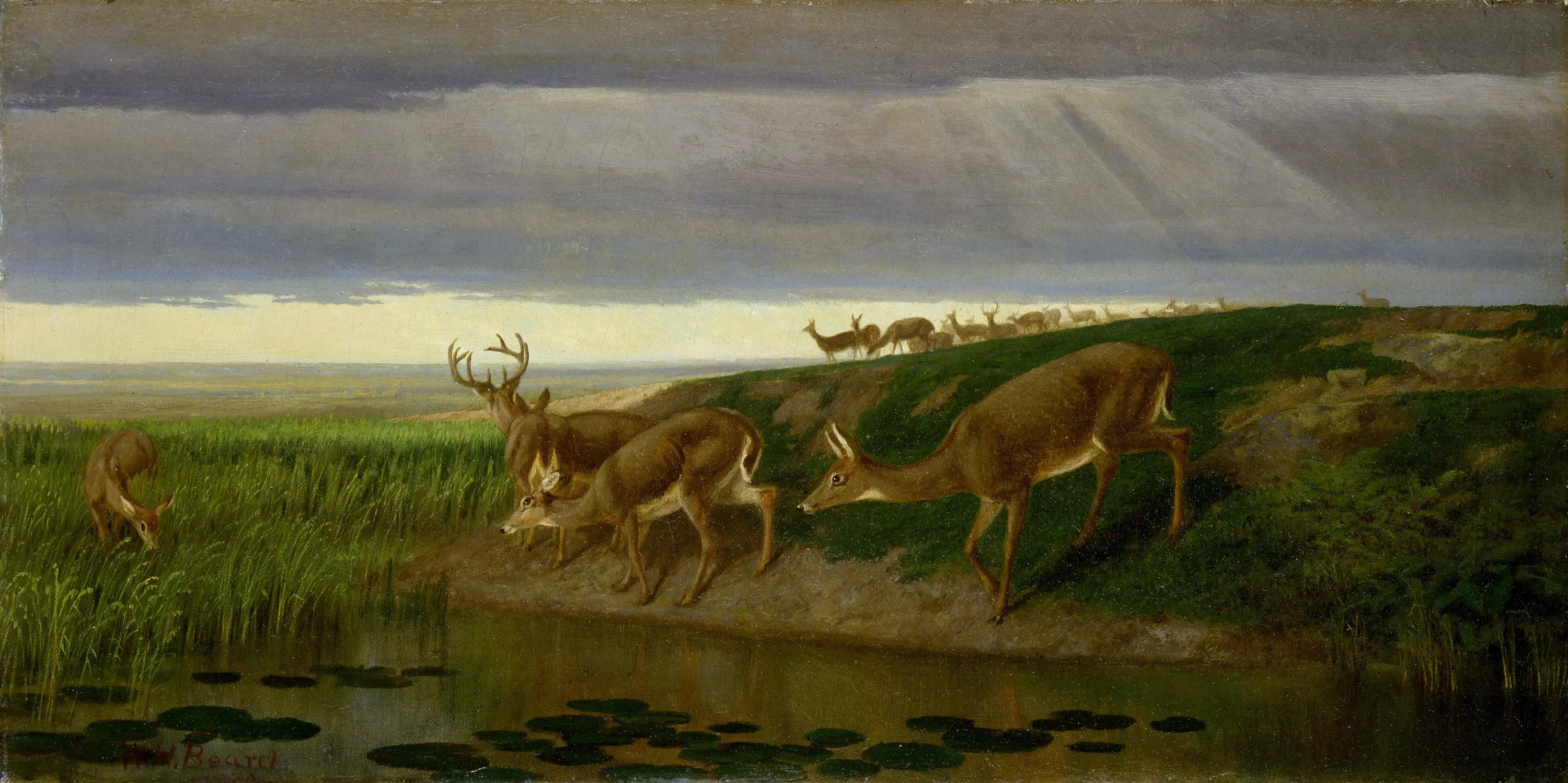 Cerf dans la prairie - William Holbrook - Alpha Reproduction