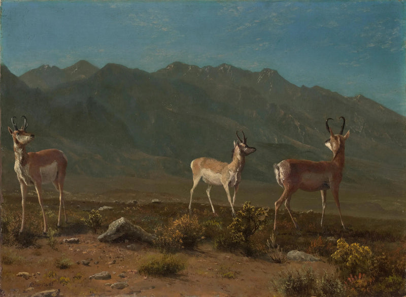 Antilope (Arizona Antilope) - Albert Bierstadt