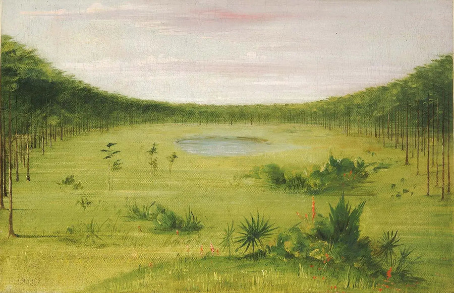 Kaunis savanni Floridan mäntymetsissä - George Catlin