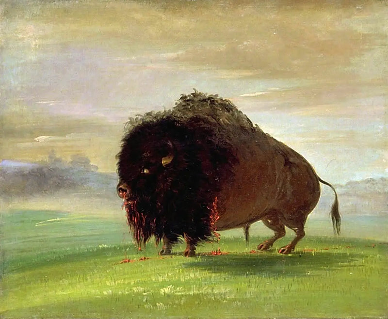 Vahingoittunut bison, levittäen verensä preerioille - George Catlin