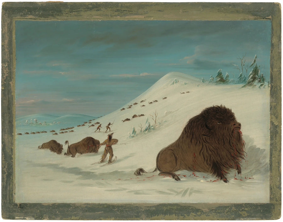 Bison hyppäämässä lumimäen päälle - Sioux - George Catlin