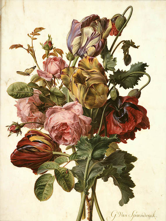 Bouquet aux pavots – Gérard van Spaendonck