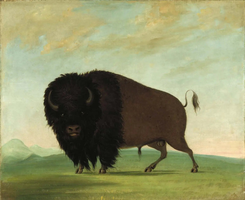 Urosbuffalo laiduntamassa preerialla - George Catlin
