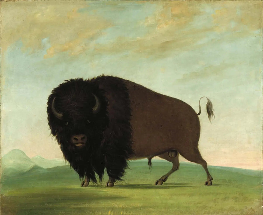 Urosbuffalo laiduntamassa preerialla - George Catlin