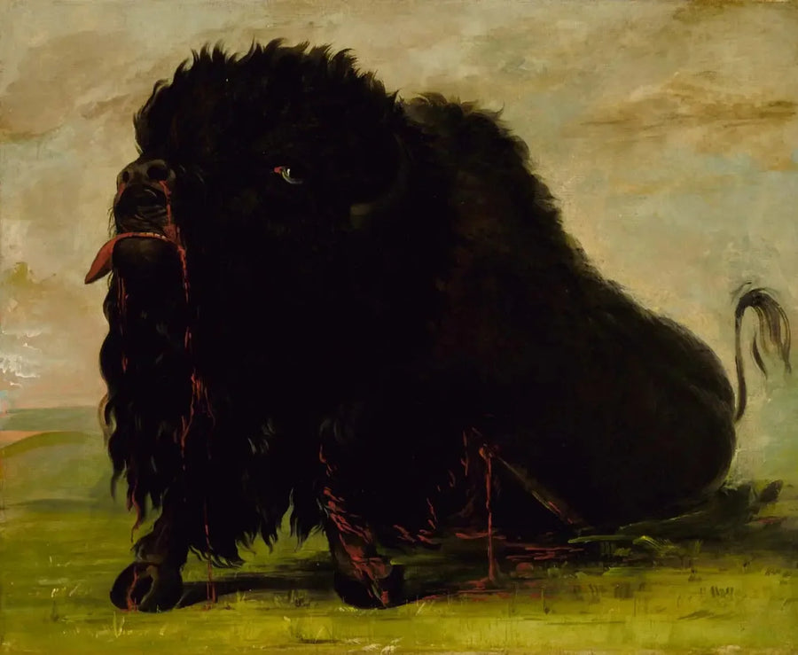 Kuoleva buffaali, nuoli osuu siihen - George Catlin