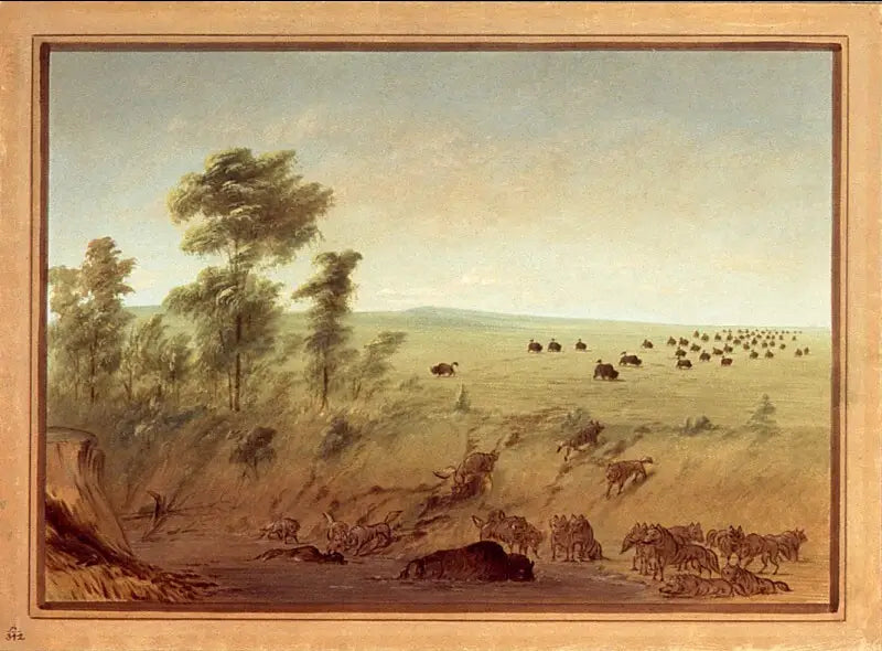 Buffelit ja sudet hautautuneina - George Catlin