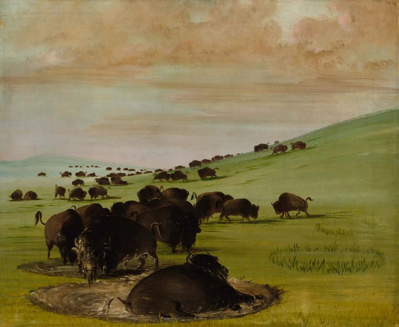 Buffles mâles dans un bourbier - George Catlin - Alpha Reproduction