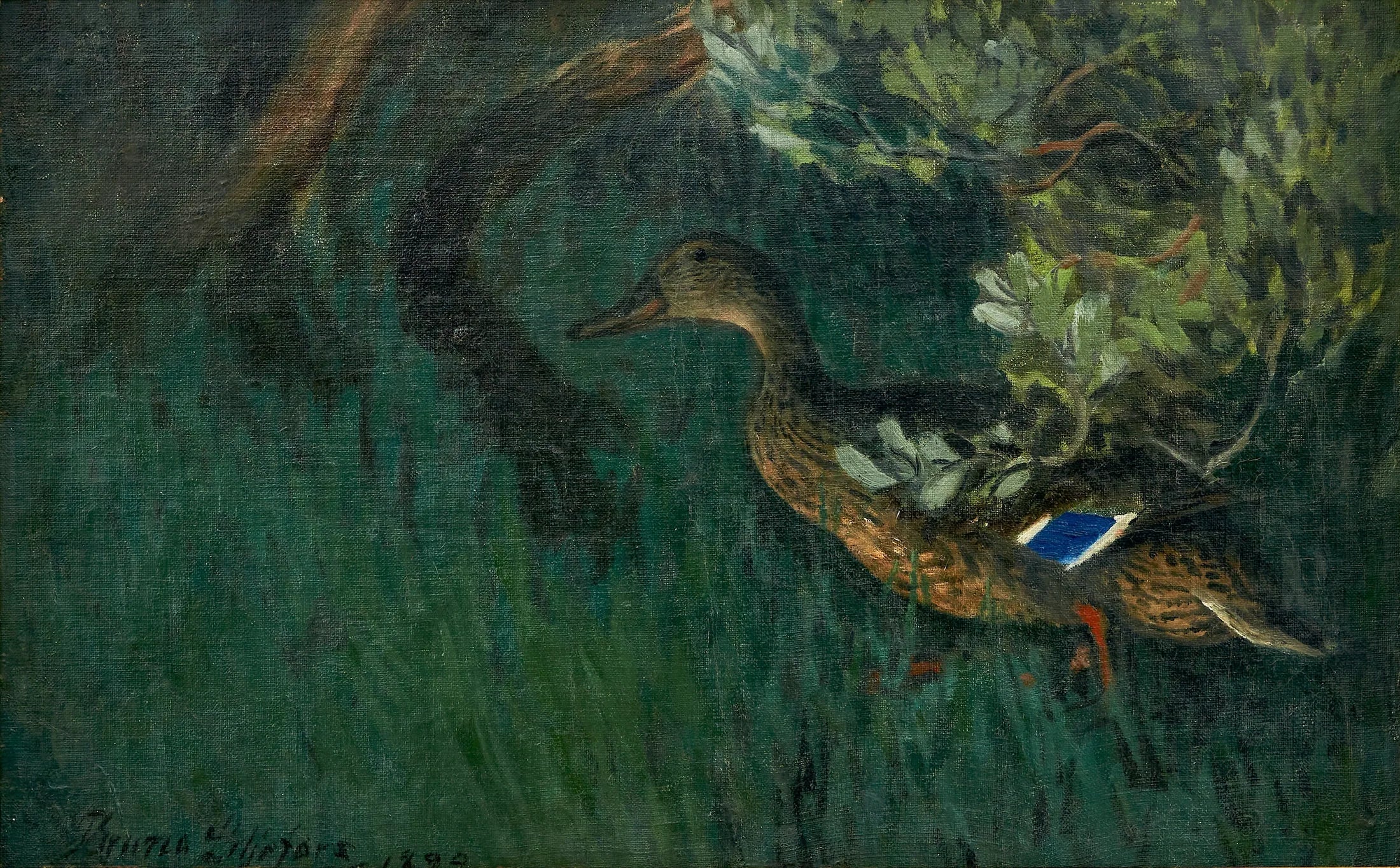 Sinisorsa vihreydessä - Bruno Liljefors