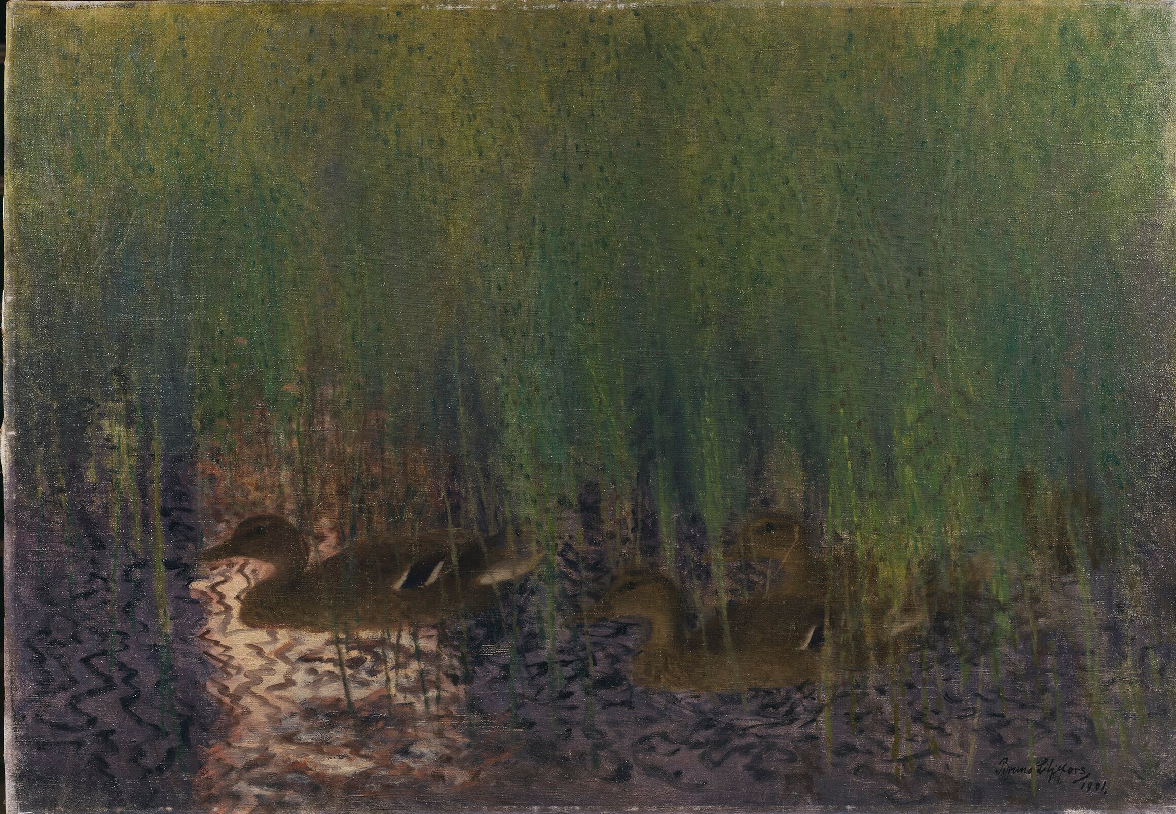 Villiankat poninhännissä - Bruno Liljefors