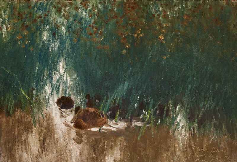 Sinisorsa ruoikossa - Bruno Liljefors