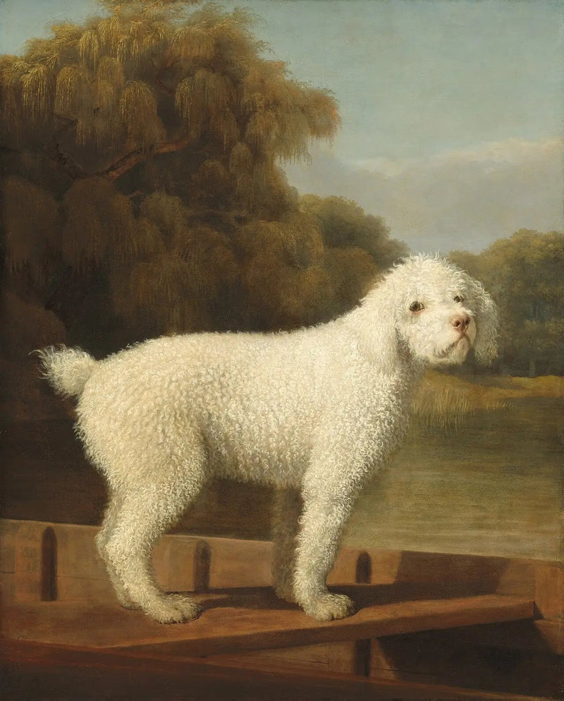Valkoinen chihuahua Puntissa - George Stubbs