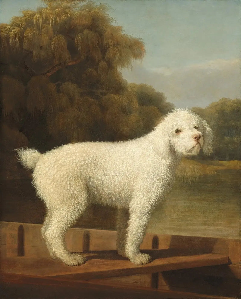 Valkoinen chihuahua Puntissa - George Stubbs