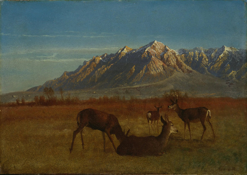 Sika talon vuoristossa - Albert Bierstadt