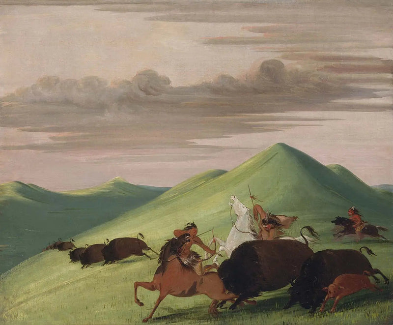 Bisonin metsästys, härkä suojelee lehmää ja vasikkaa - George Catlin