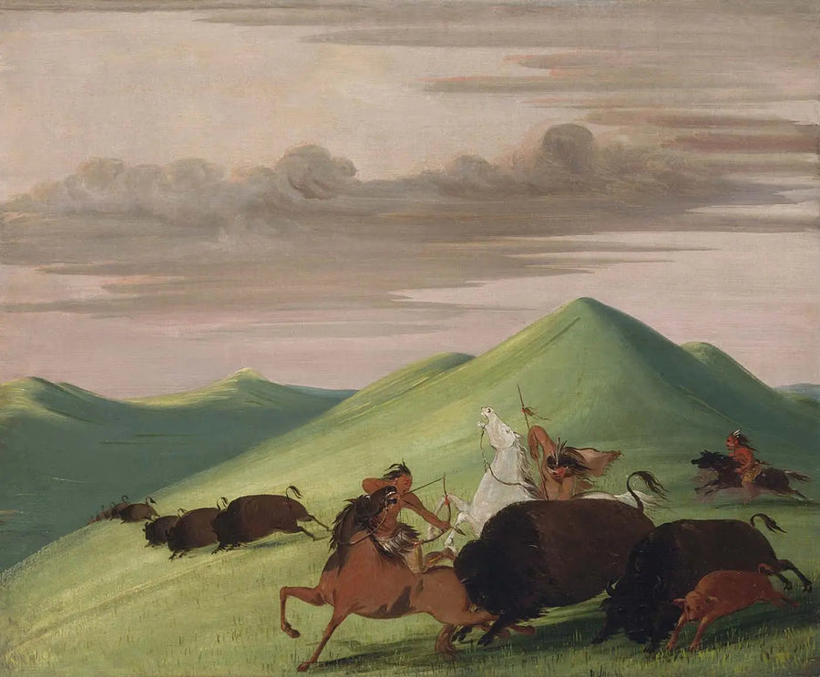 Bisonin metsästys, härkä suojelee lehmää ja vasikkaa - George Catlin