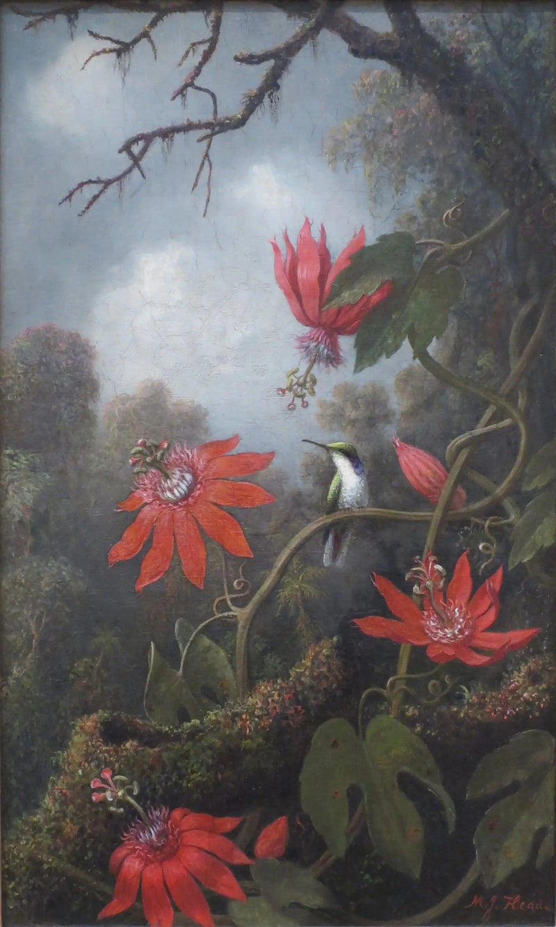 Colibri ja passiflorat - Martin Johnson Heade