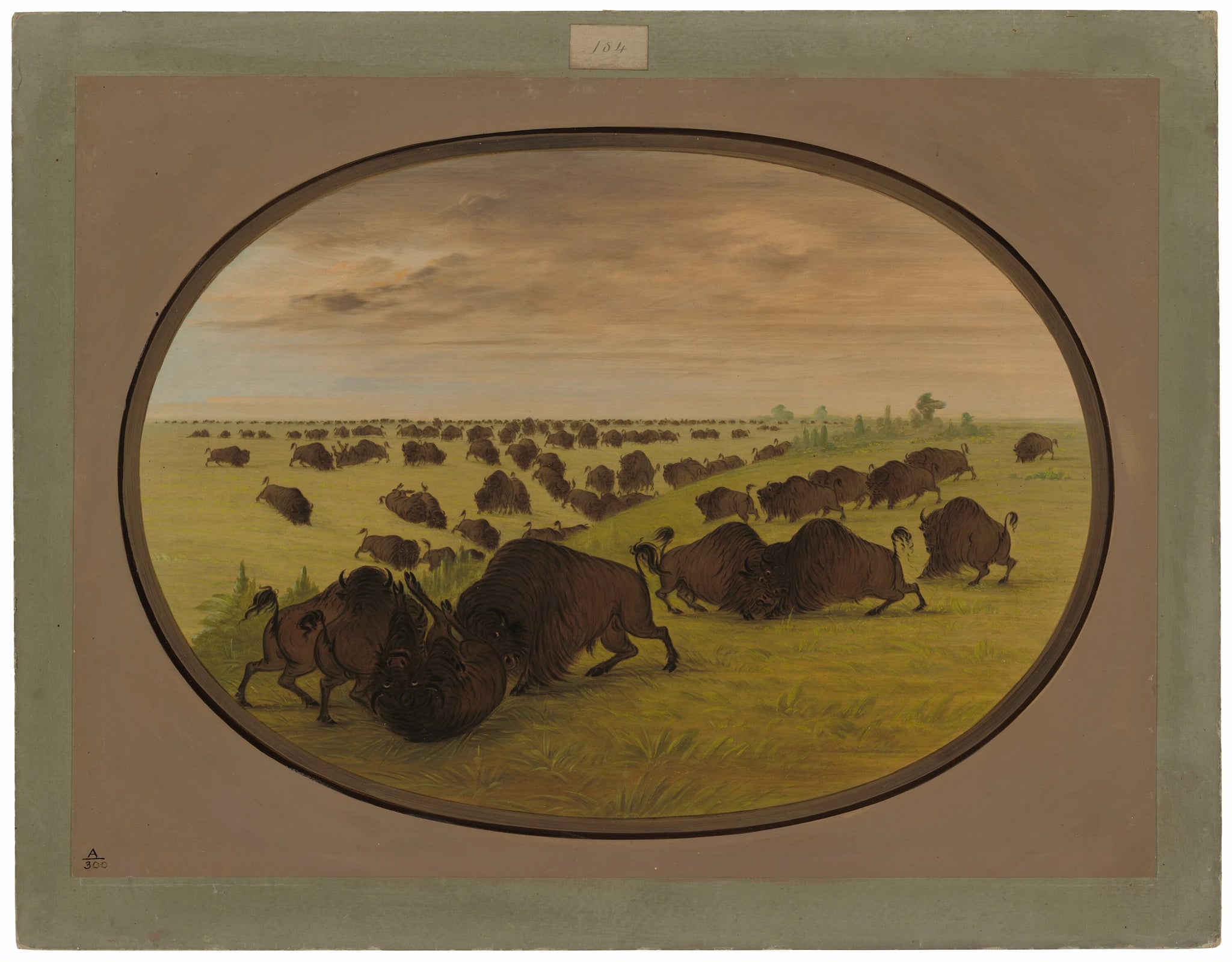 Combats de taureaux - George Catlin
