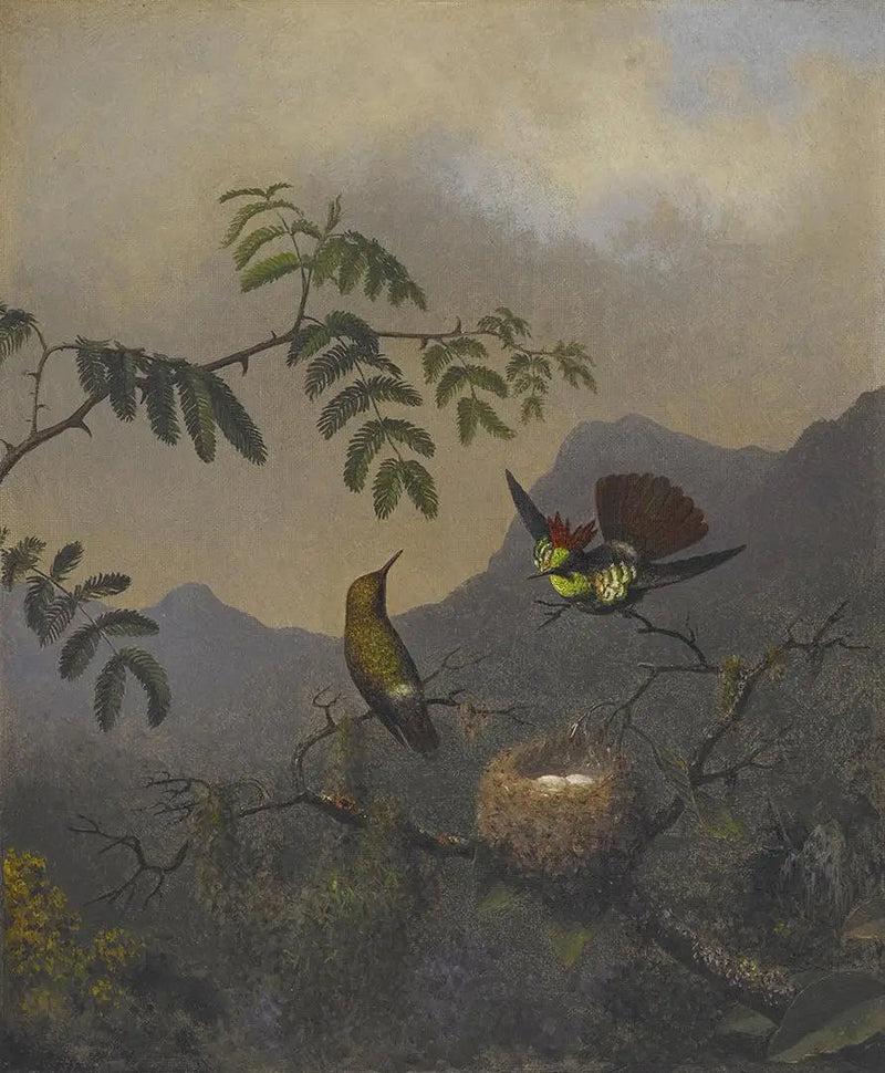 Volanttinen pikkupuku - Martin Johnson Heade
