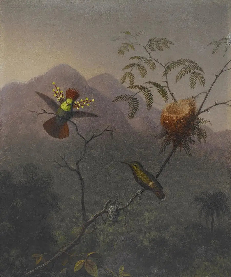 Tuuhea coquette - Martin Johnson Heade