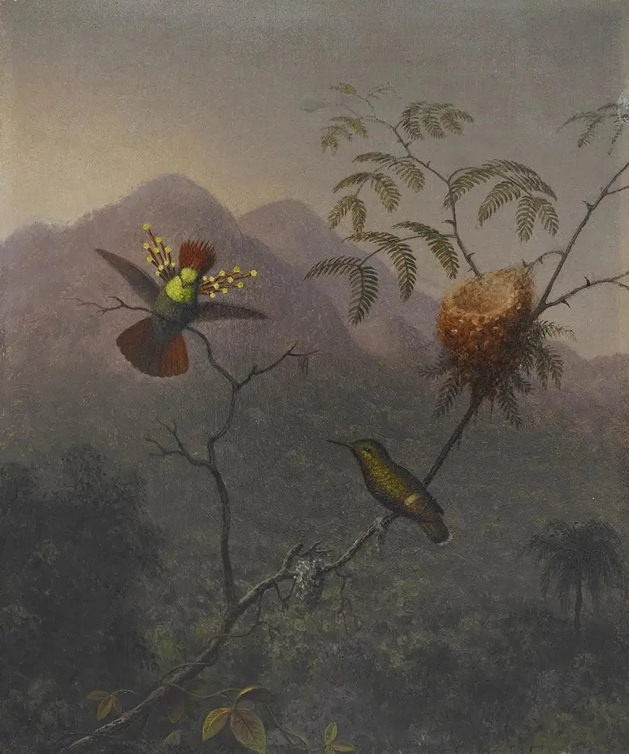 Tuuhea coquette - Martin Johnson Heade