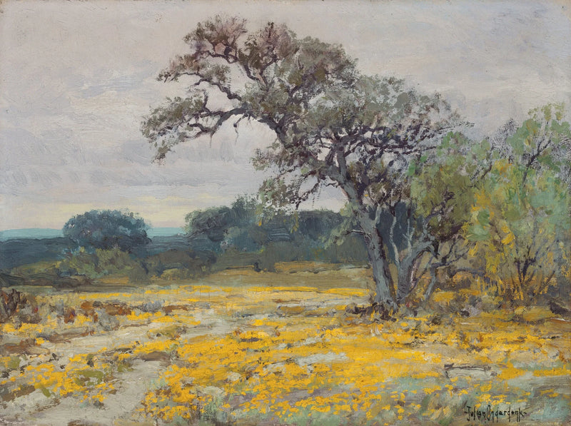 Cor��opsis, lähellä San Antonio, Texas - Julian Onderdonk