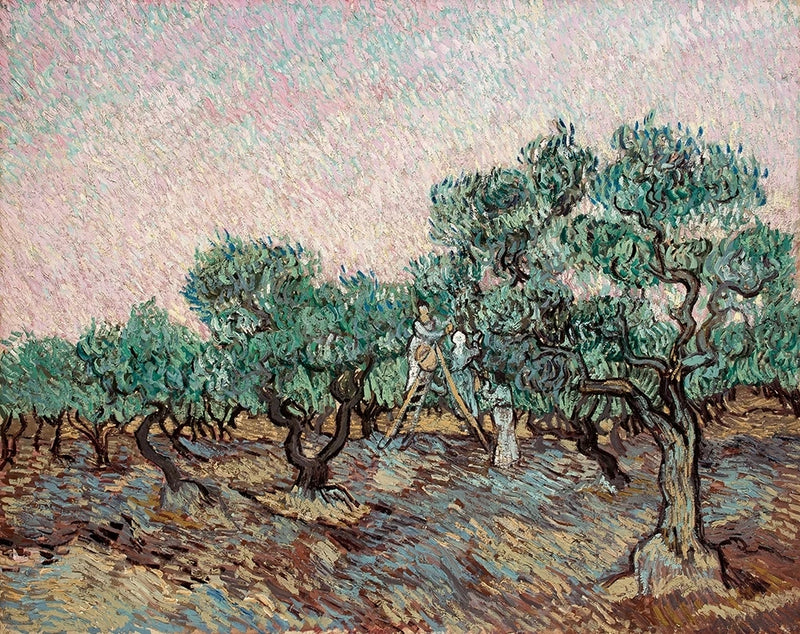 Oliivien keruu - Vincent van Gogh