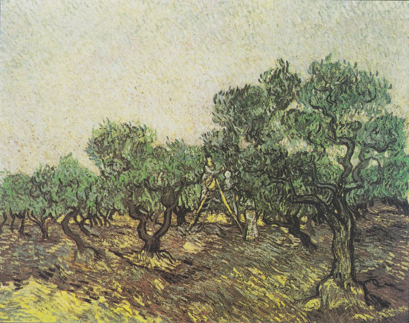 Oliivien keruu - Vincent van Gogh