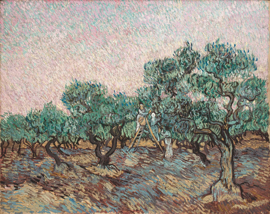 Oliivien keruu - Vincent van Gogh