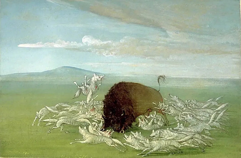 Valkoiset sudet hyökkäävät urospuista biisonia - George Catlin