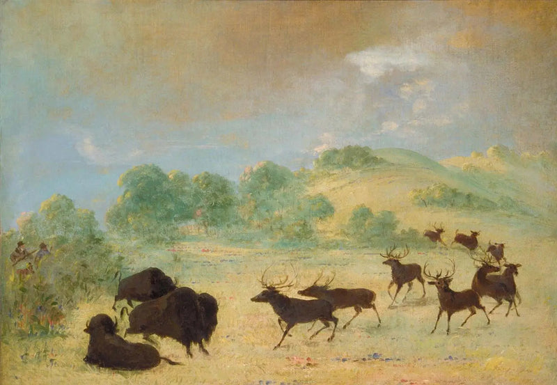 Eläin ja biisoni tutustumassa toisiinsa, Texas - George Catlin