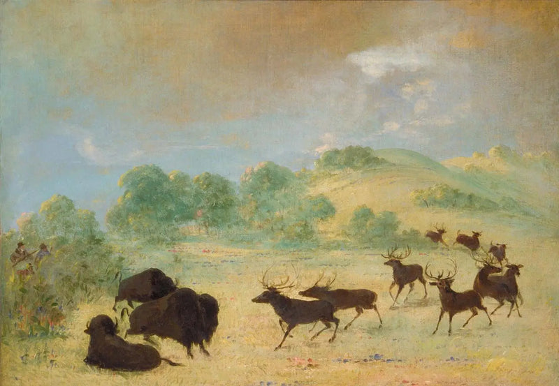 Eläin ja biisoni tutustumassa toisiinsa, Texas - George Catlin