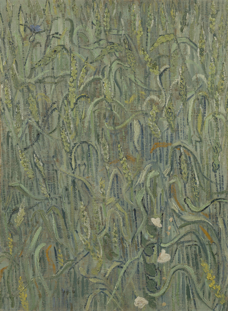 Vehnän tähkät - Vincent van Gogh