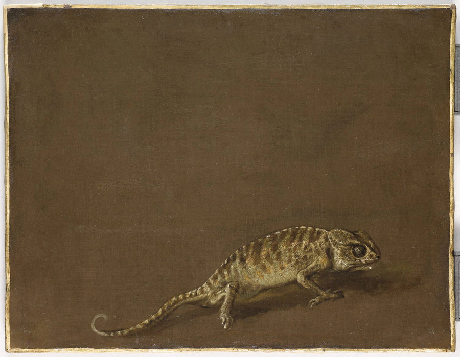 Étude d'un caméléon - Pieter Boel