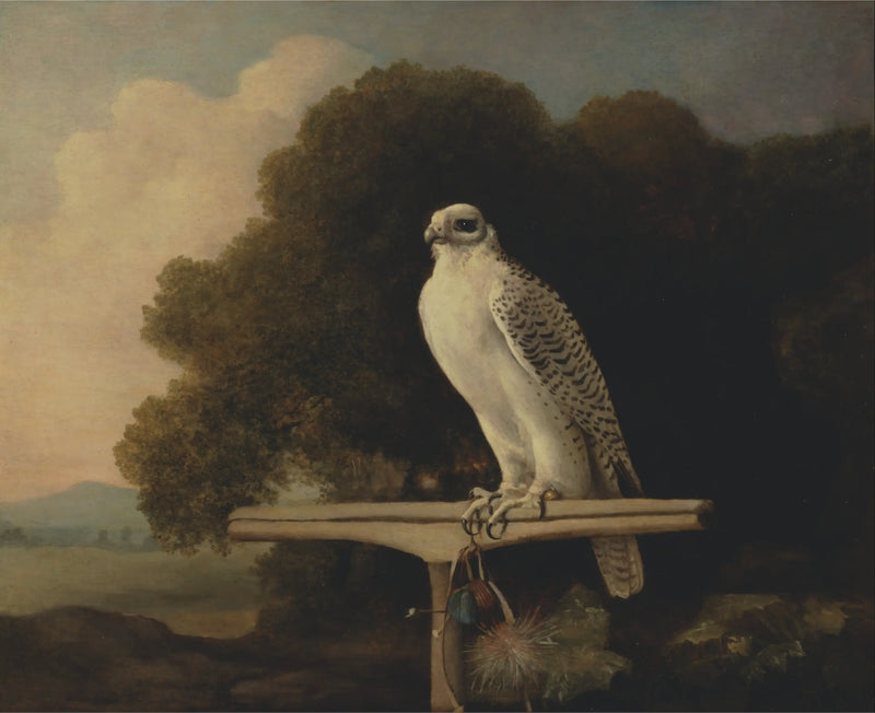 Groenlannin haukka - George Stubbs