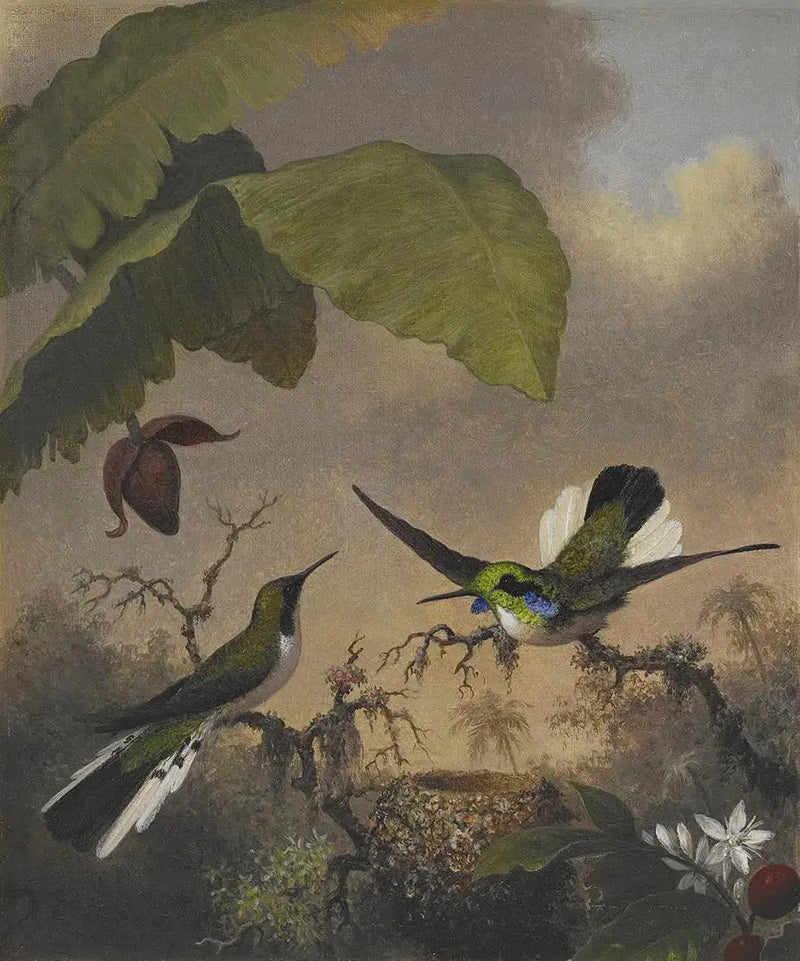 Mustasilmäinen keiju korvat - Martin Johnson Heade