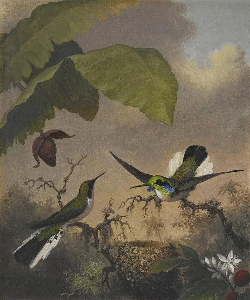 Mustasilmäinen keiju korvat - Martin Johnson Heade