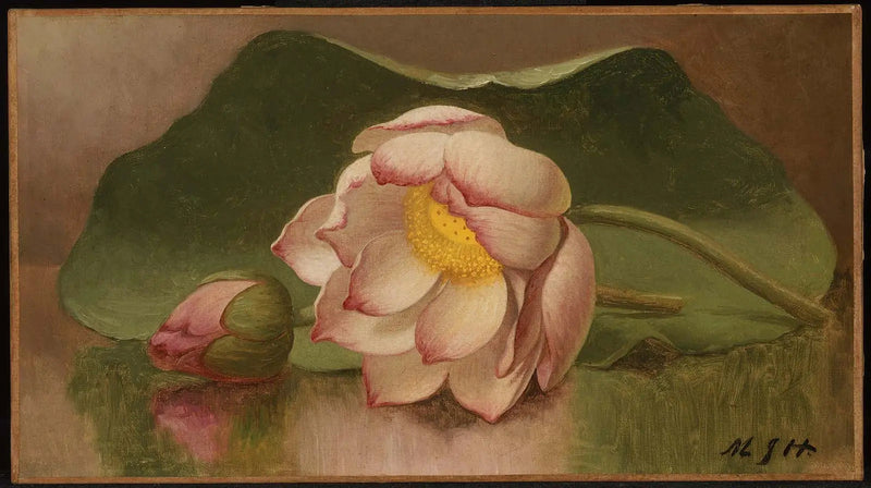 Lootuksenkukka - Martin Johnson Heade