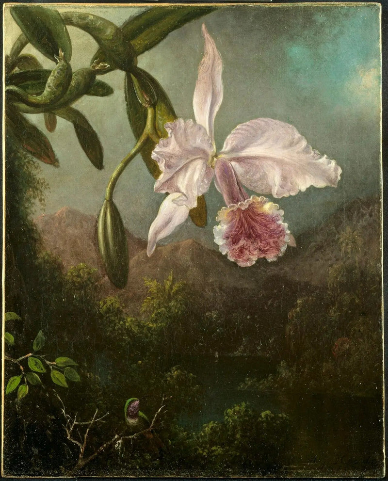 Orchidee-kukat - Martin Johnson Heade