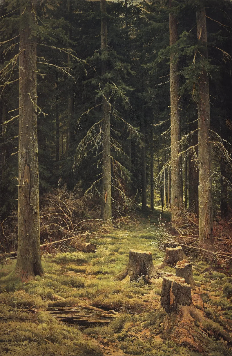 Metsäkuusi - Ivan Chichkine