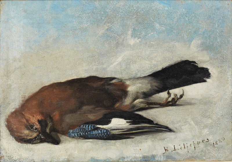 Euraasian jay - Bruno Liljefors