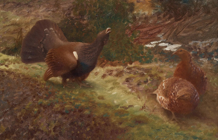 Länsimetso lekkingissä - Bruno Liljefors
