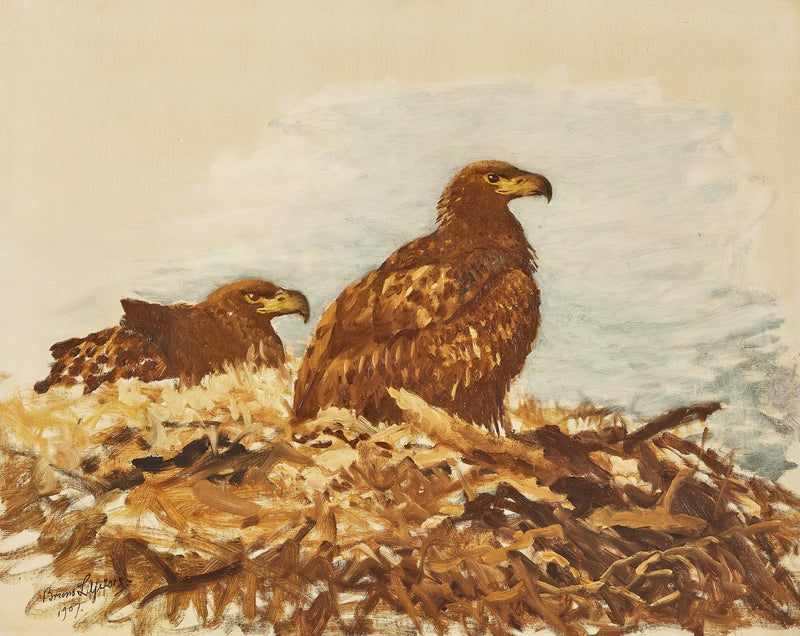 Nuoret merikotkat - Bruno Liljefors