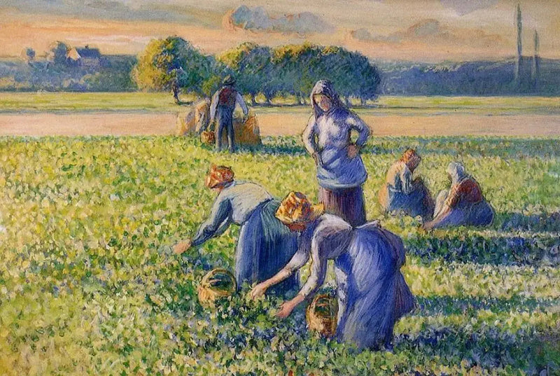 Herneiden keruu - Camille Pissarro