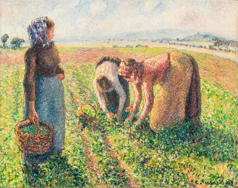 Herneiden keruu, Éragny - Camille Pissarro